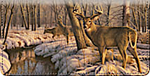 Winter Calm Whitetail Deer Checkbook Cover