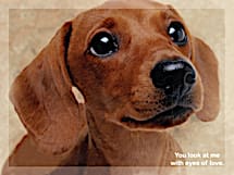 Faithful Friends - Dachshund Notecards