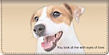 Faithful Friends - Jack Russell Terrier Checkbook Cover