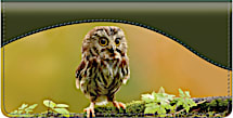 Baby Owls Checkbook Cover