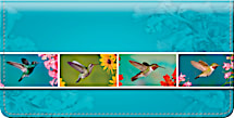 Hummingbirds Checkbook Cover