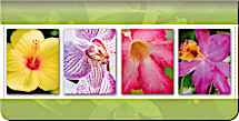 Exotic Flowers Checkbook Cover