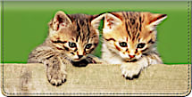 Cuddly Kittens Checkbook Cover