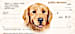 Golden Retriever Dog Personal Checks