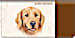 Golden Retriever Dog Checkbook Cover