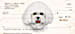 Bichon Frise Personal Checks