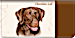 Chocolate Lab Checkbook Cover