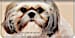 Faithful Friends - Shih Tzu Checkbook Cover