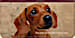 Faithful Friends - Dachshund Checkbook Cover