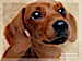 Faithful Friends - Dachshund Notecards