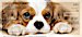 Faithful Friends - Cavalier King Charles Personal Checks