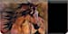 Equus Checkbook Cover
