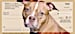 Faithful Friends - Pit Bull Personal Checks