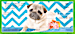 Precious Pug Checks will Melt Your Heart and Make You Smile