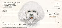 Bichon Frise