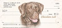 Chocolate Lab