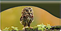 Baby Owls