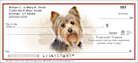 Best Breeds - Yorkshire Terrier