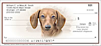 Best Breeds - Dachshund