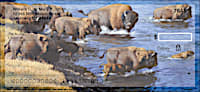 Bison