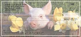 Pigs