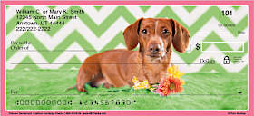 Chevron Dachshund